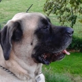 bullmastiff