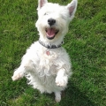 westie