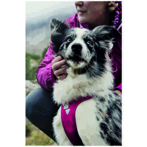 hurtta_outdoors_active_harness_detail-poitrail